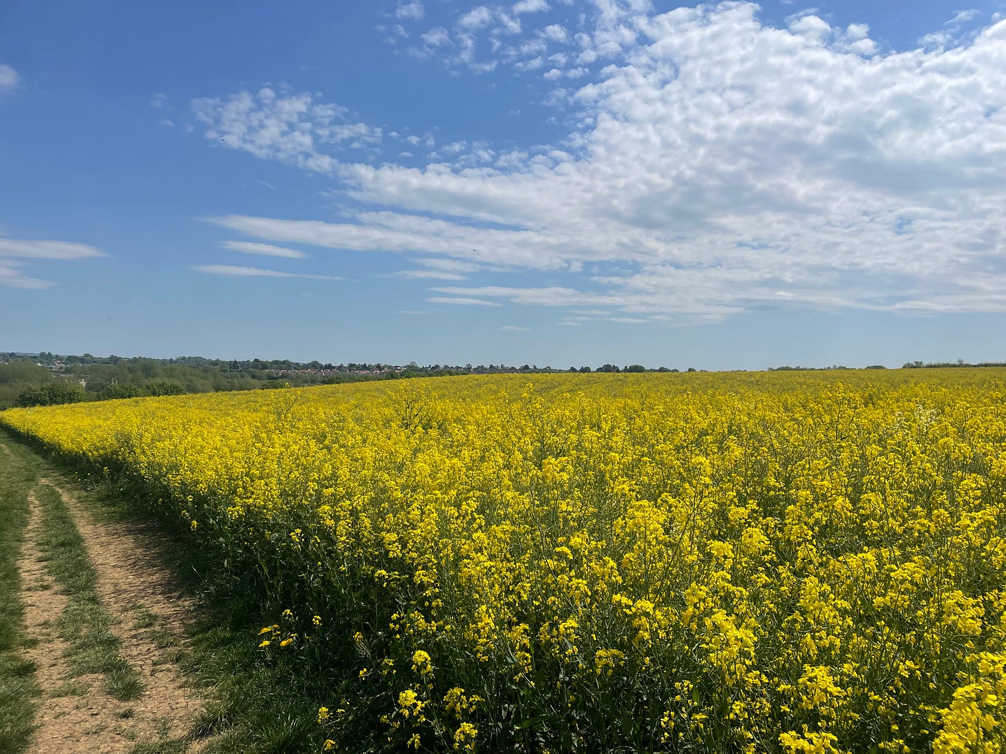 White cloud breaking up over a field of yellow flowers