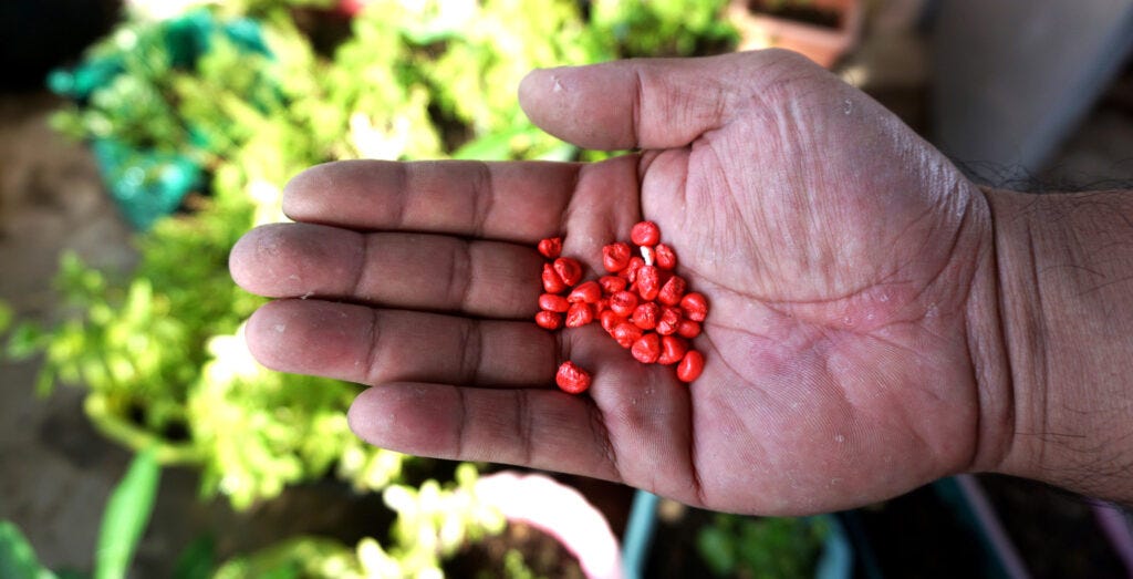 Government grip on crop breeding threatens both yield and innovation: research