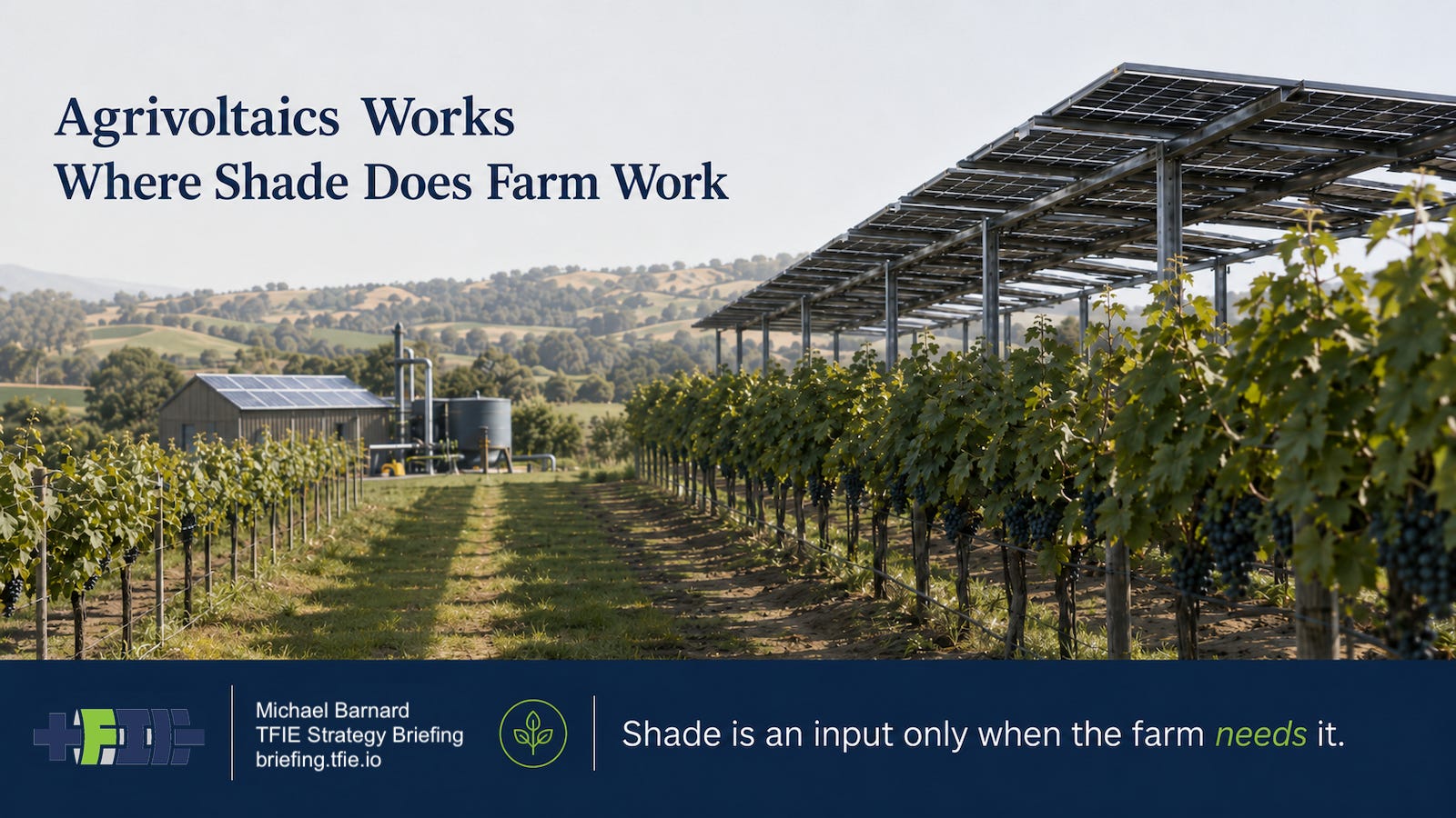 Vineyard rows growing beneath an elevated solar structure, with patterned shade falling across the crops and a farm building in the background.