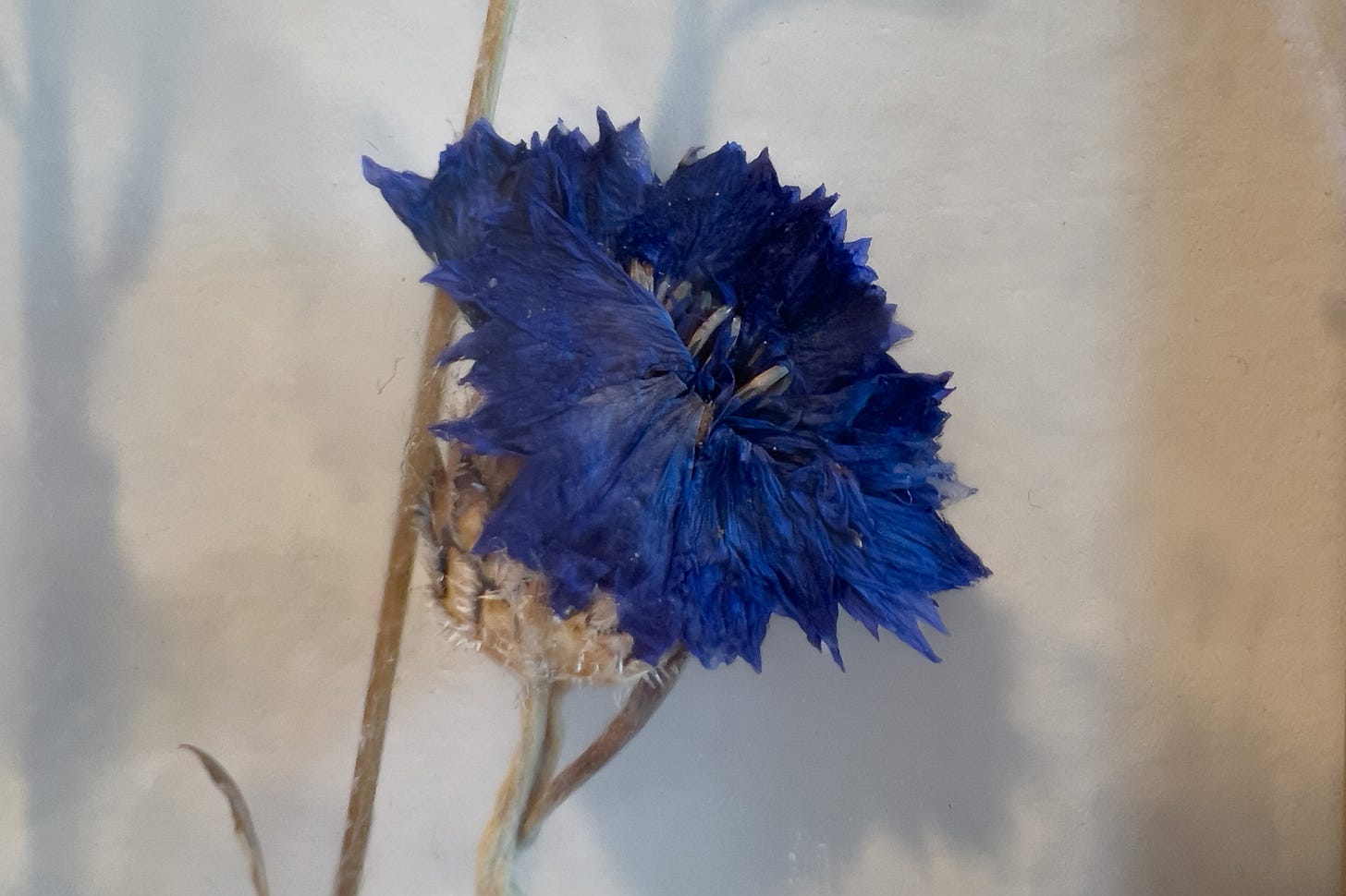 A blue dried flower casts a shadow as the light shines on it behind the glass of the frame (not shown in image).