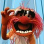 Mr. Animal's avatar