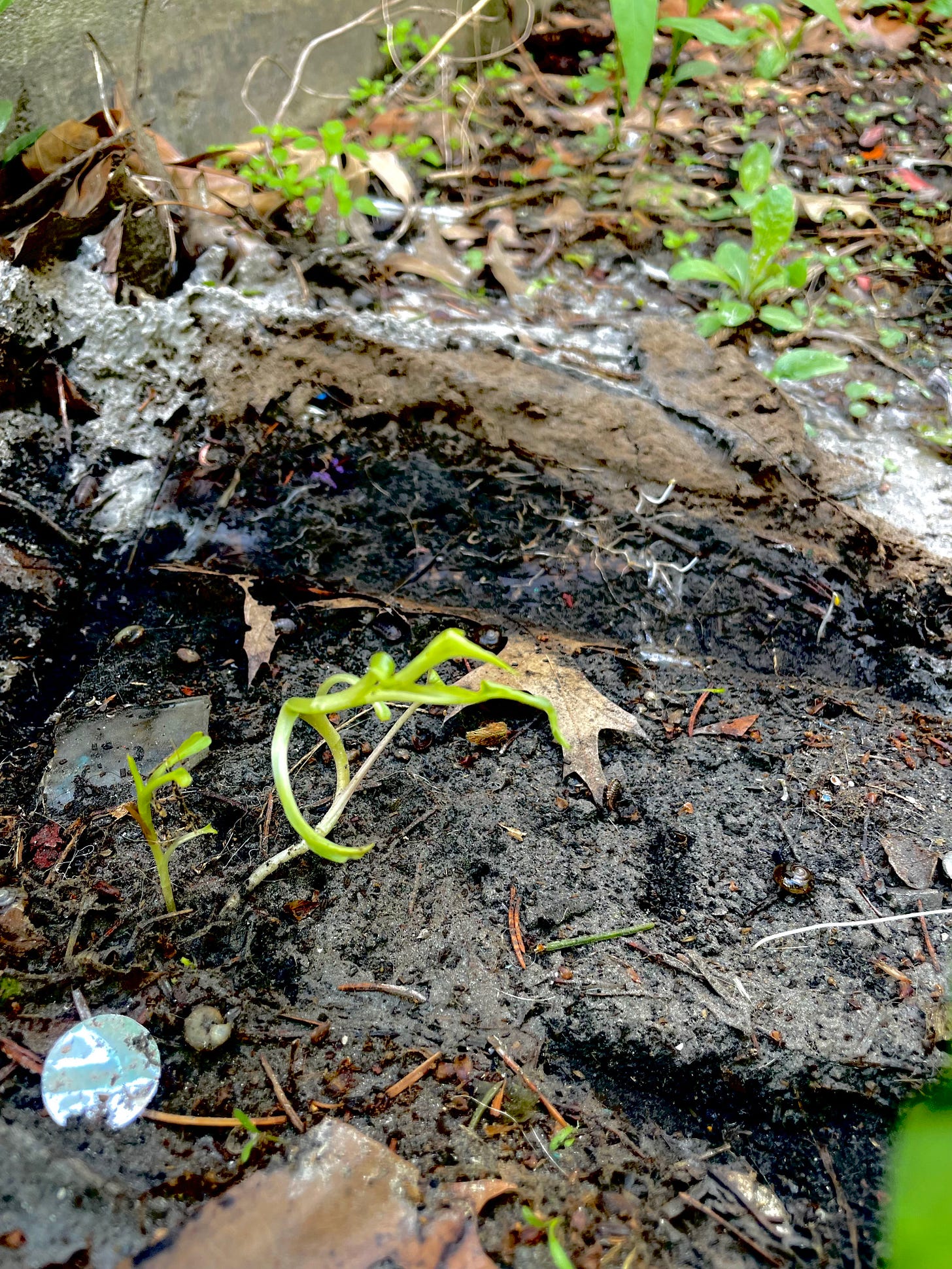 small wiry green plant shoots out of dirt patch. various debris like leaves and broken trash and glass litter the dirt patch.