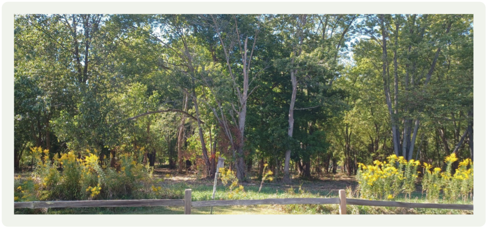Forest scene