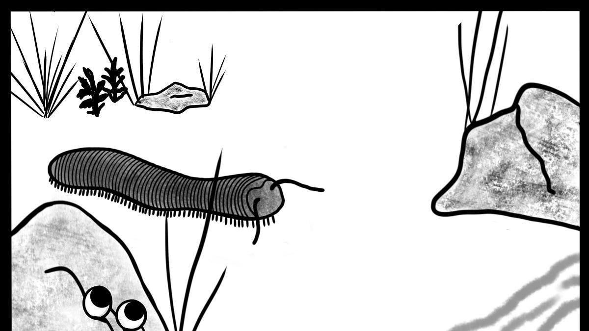class diplopoda drawing