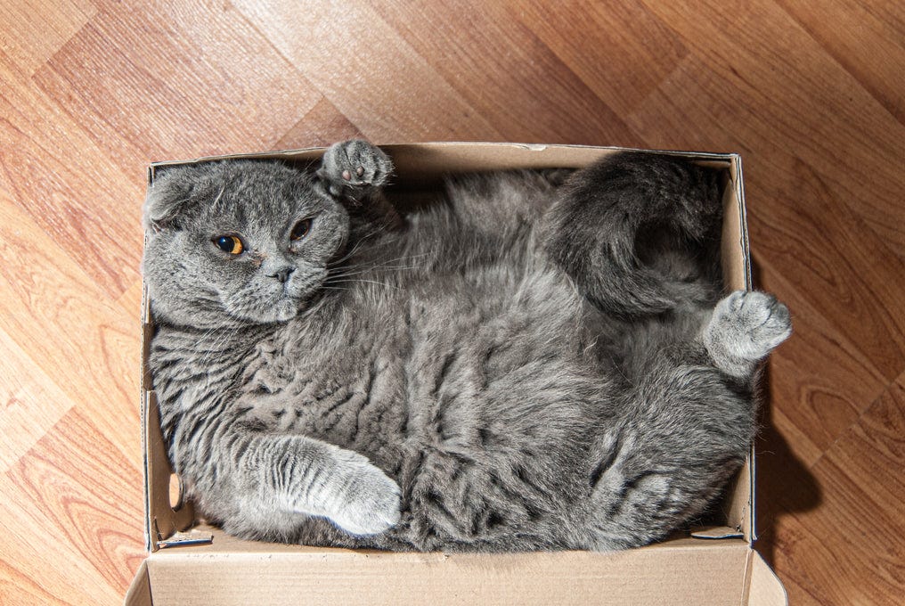 Why Do Cats Like Boxes: The Fascinating Science Behind Feline Behavior