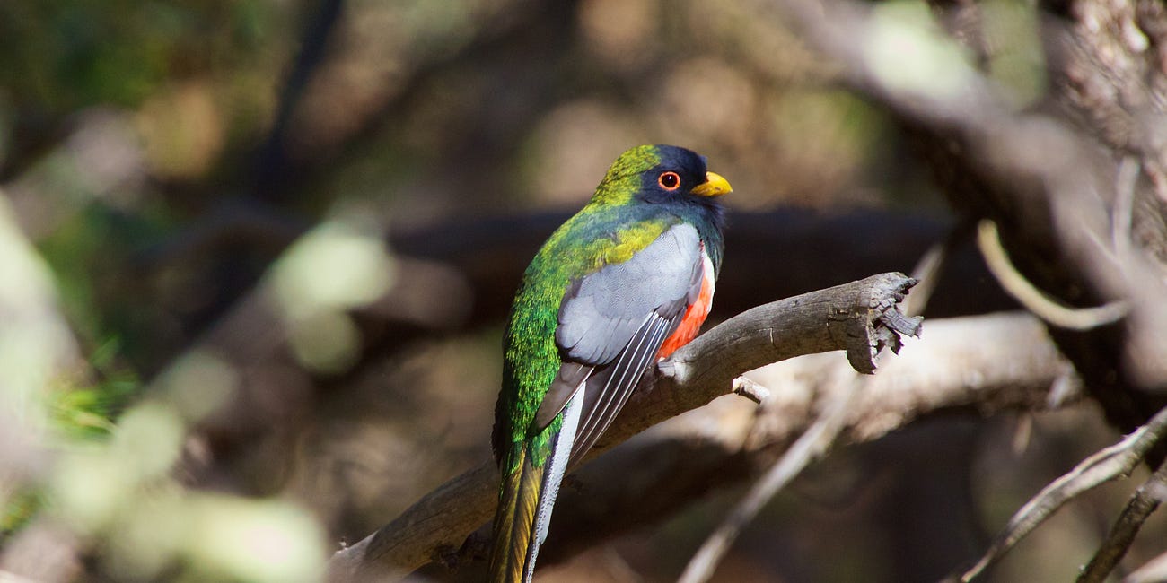 More Than a Hike: My Quest for the Elegant Trogon in Ramsey Canyon