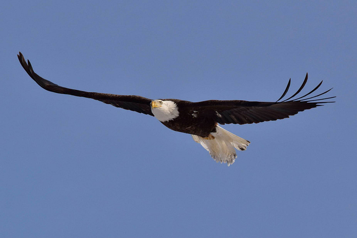 Four photos of bald eagles, some adult and one juvenile. One photo shows about 20 eagles sitting on the branches of a tree in the winter.