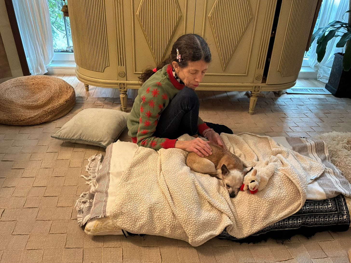 Sarah Hauser doing Reiki with Mr. Chubb the Chihuahua