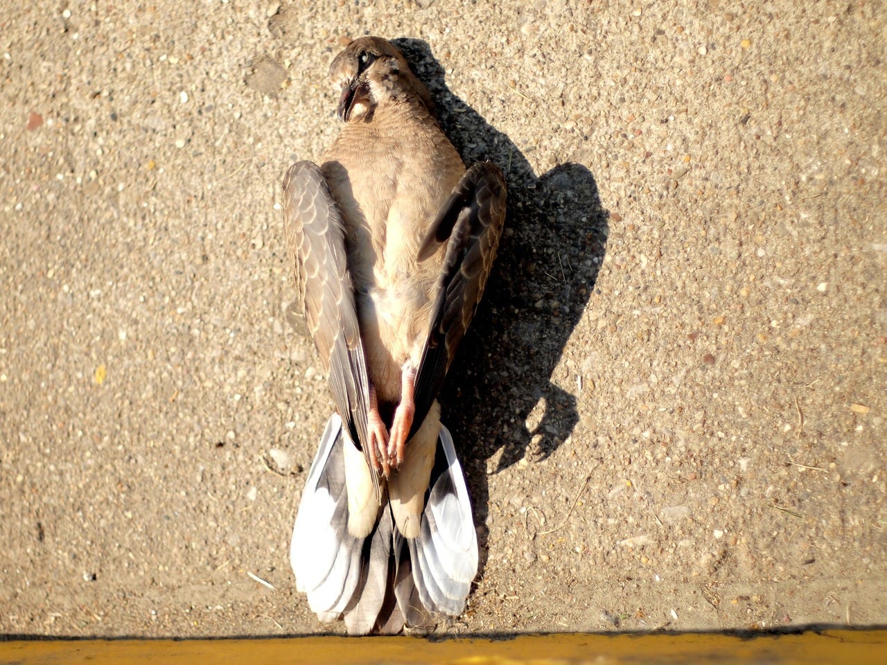 Free Dead Bird Dead Dove photo and picture Free Dead Bird Dead Dove photo and picture