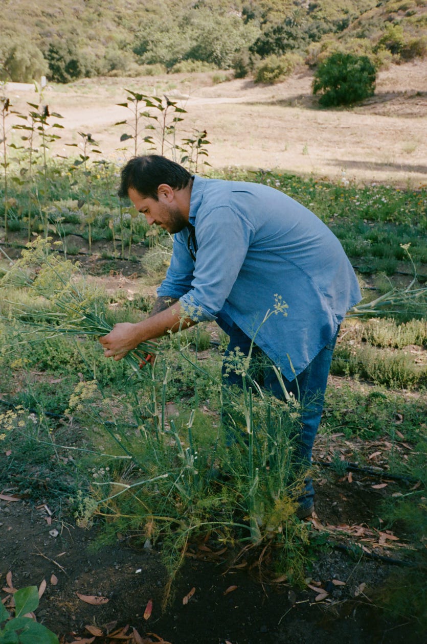 Balo picks fennel flowers at Weiser Farm in Malibu