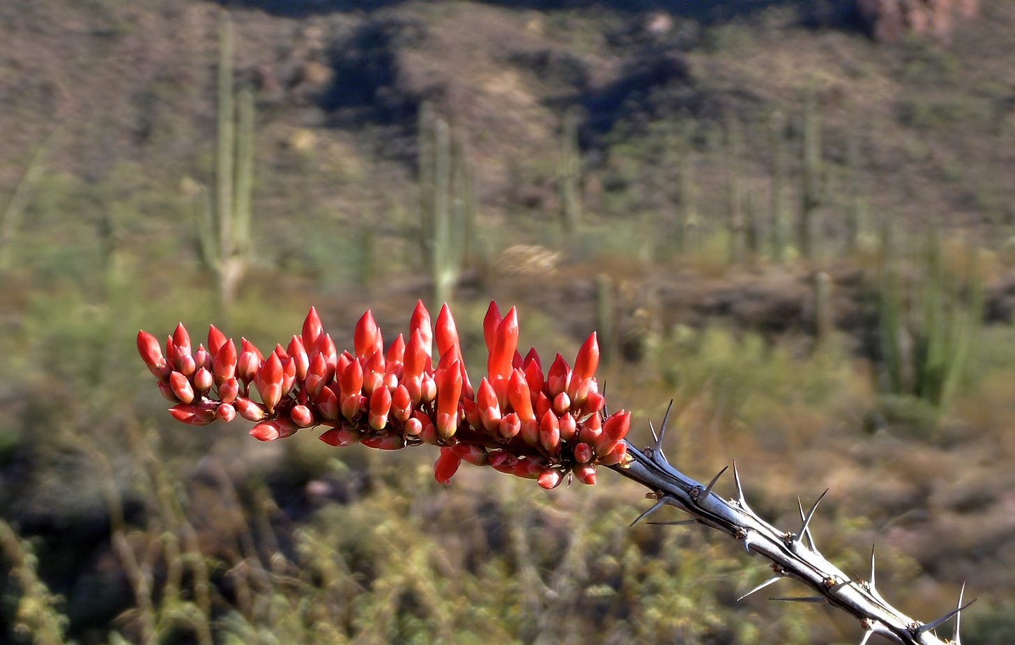 May be an image of woodpecker and ocotillo