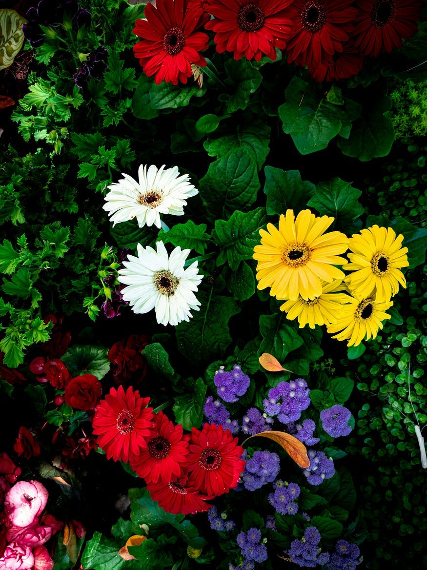 flowers flowers