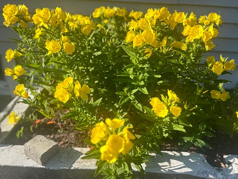 Flowers and greenery in the Northeast