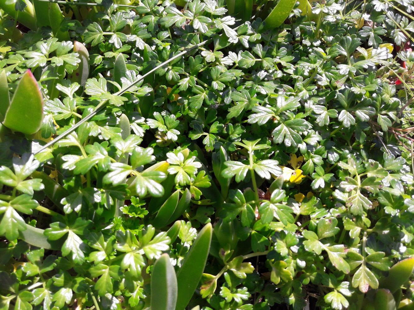 Apium prostratum [Plants - The Grotto, VIC, 2022] sml.jpg