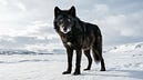 Red Dog Security Report