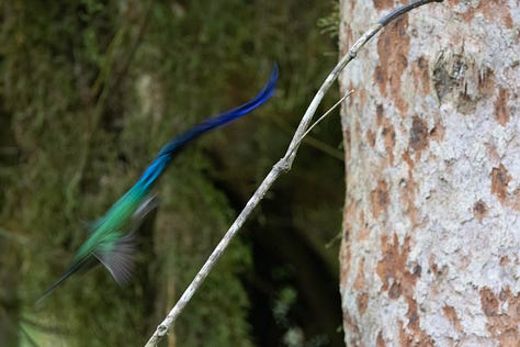 from top left to bottom right: a green hummingbird with a long, purple tail, motion-blurred as it flies down to the left. a black bird up in the tree with a long, black feathered wattle, shacking and whipping its wattle around as it shakes its head. a white bird with a black head and blue back dropping down from a stick. an orange bird with a short tiailstanding on the ground and facing way as a larger bird, big and gray with white cheeks, looms blurry in the distance. a small black bird with a black crest hiding and mostly obscured in leaves and sticks. a pigeon-like bird with a pale cap and pale throat hopping up in the air, blurry.
