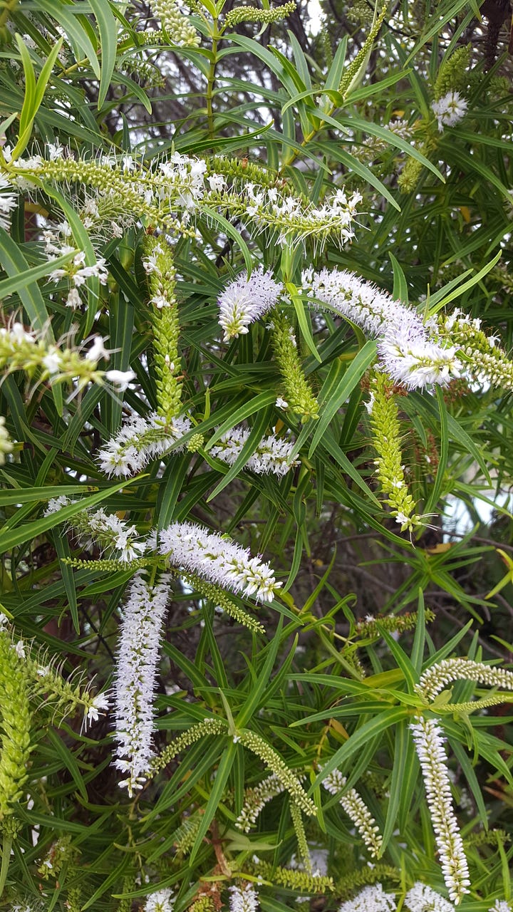 White hebe flowers on bush; close up of nettle leaves.