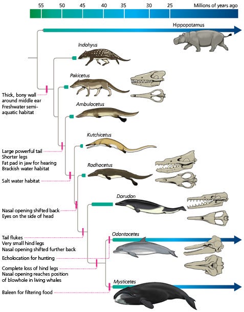 The Mystery of Whale Origins. Evolution Case Study 1