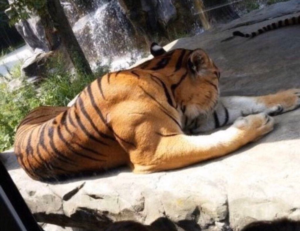 Tiger