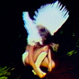 Olivia Jo's avatar