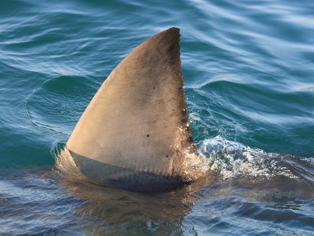 While Great White shark warnings have become common ​on Cape Cod and near the Islands in recent years, they remain exceedingly rare in the much cooler waters off the North Shore of Massachusetts, New Hampshire and Maine.