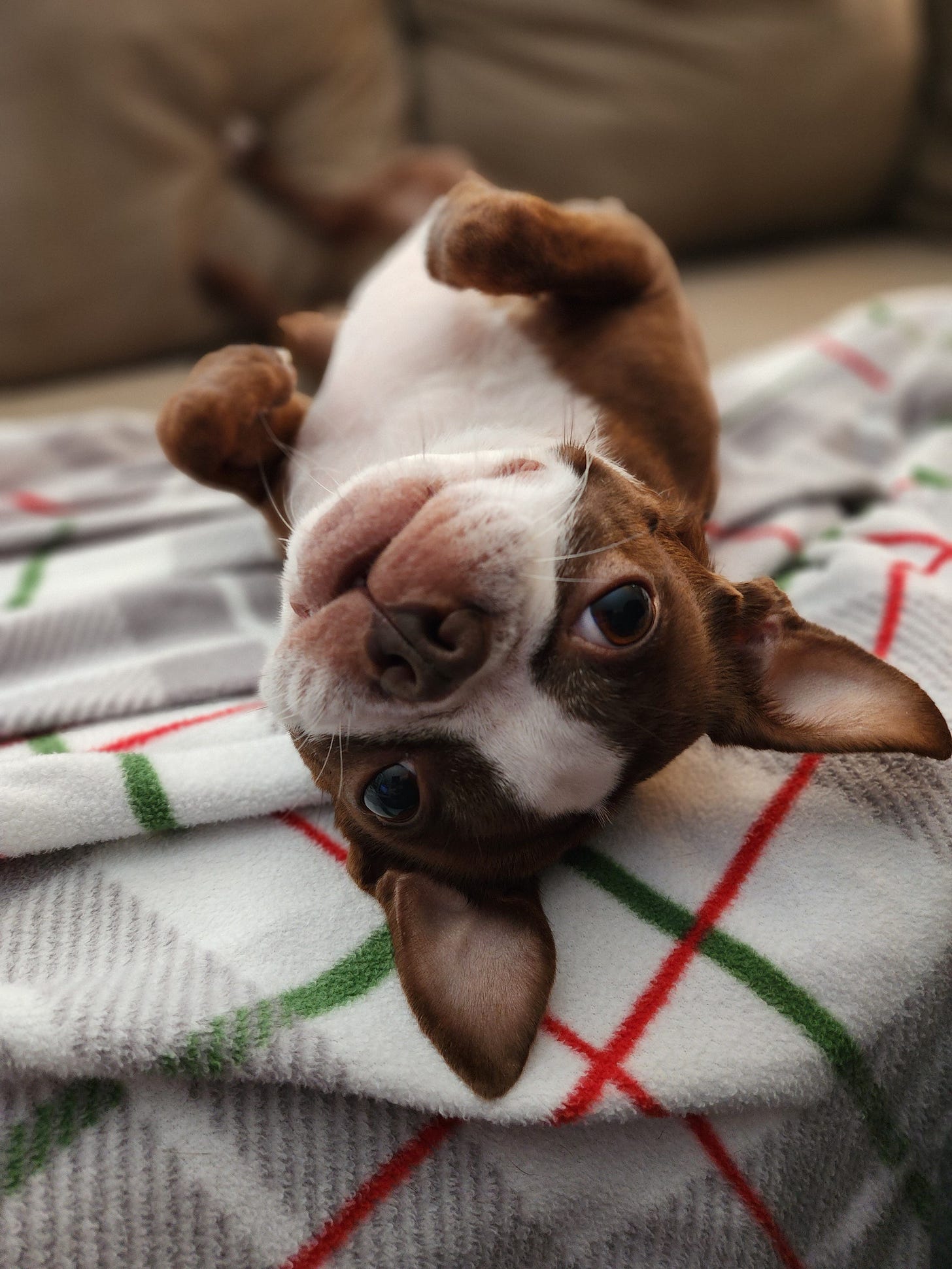 The same terrier has rolled over on her back, with head closest to the camera. She is lying on a green, red, and grey plaid blanket on a brown suede couch. The terrier's belly is white, and she has a white stripe on her head. The same terrier has rolled over on her back, with head closest to the camera. She is lying on a green, red, and grey plaid blanket on a brown suede couch. The terrier's belly is white, and she has a white stripe on her head.