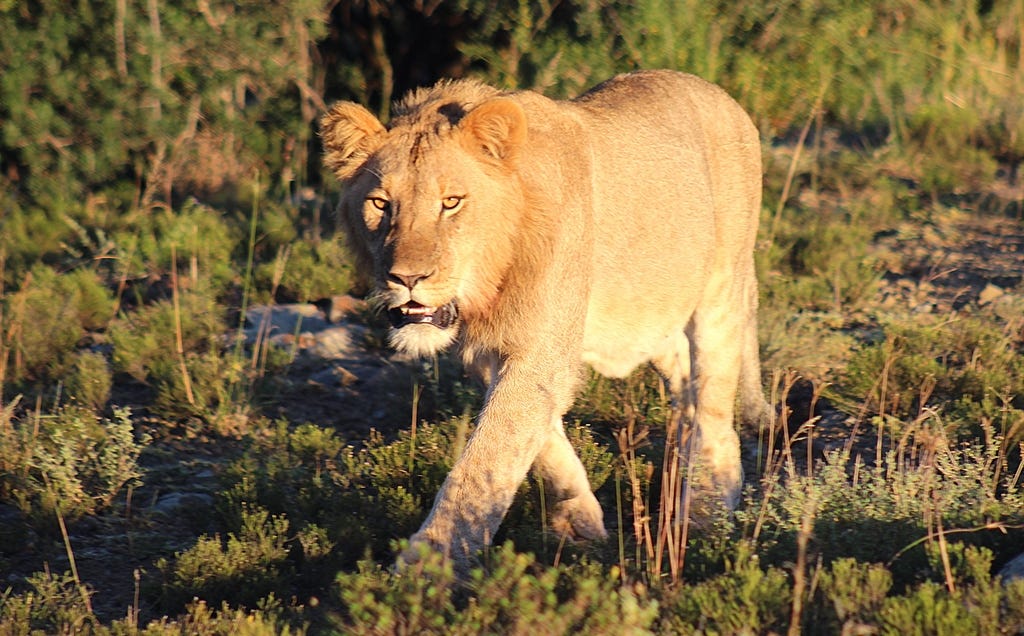 Young male lion Young male lion