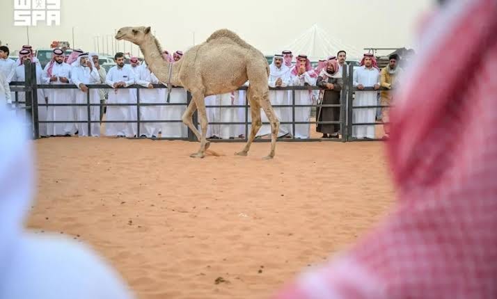 انطلاق النسخة الـ17 من مزاد حائل للإبل بفعاليات تراثية وسياحية متنوعة – صحيفة سويفت نيوز انطلاق النسخة الـ17 من مزاد حائل للإبل بفعاليات تراثية وسياحية متنوعة – صحيفة سويفت نيوز