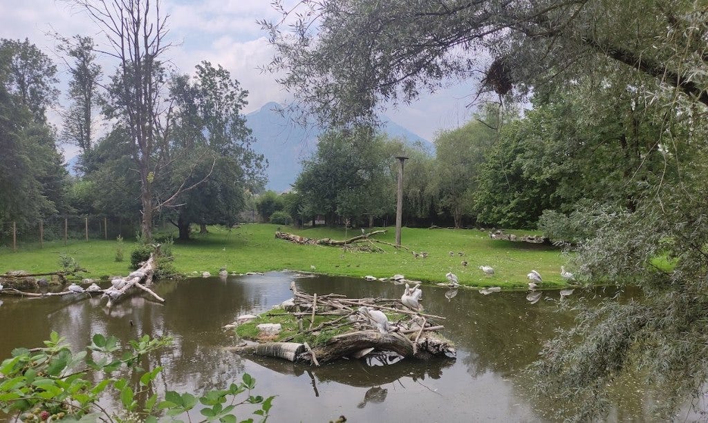 A large outside space with lots of birds in the water or nearby. There were also antelopes and ibexes in this enclosure, not shown.