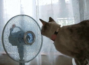 Cat staring into a fan – humorous metaphor in Celestica (CLS) investing deep dive to illustrate rising cooling needs in AI data centers. Cat staring into a fan – humorous metaphor in Celestica (CLS) investing deep dive to illustrate rising cooling needs in AI data centers.