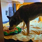 Do enrichment toys teach our dogs to need constant stimulation?