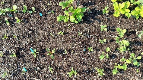 Seedlings in a vegetable garden