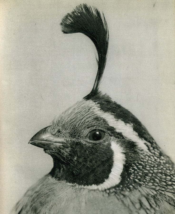 This may contain: an old black and white photo of a bird