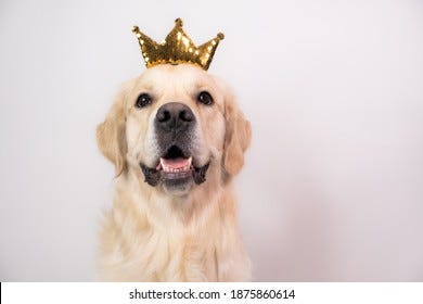 Dog Wearing Crown Images, Stock Photos &amp; Vectors | Shutterstock
