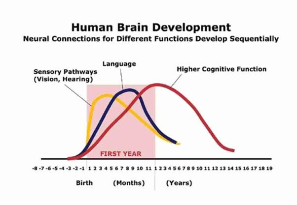 A diagram of a diagram of a brain development
AI-generated content may be incorrect. A diagram of a diagram of a brain development
AI-generated content may be incorrect.