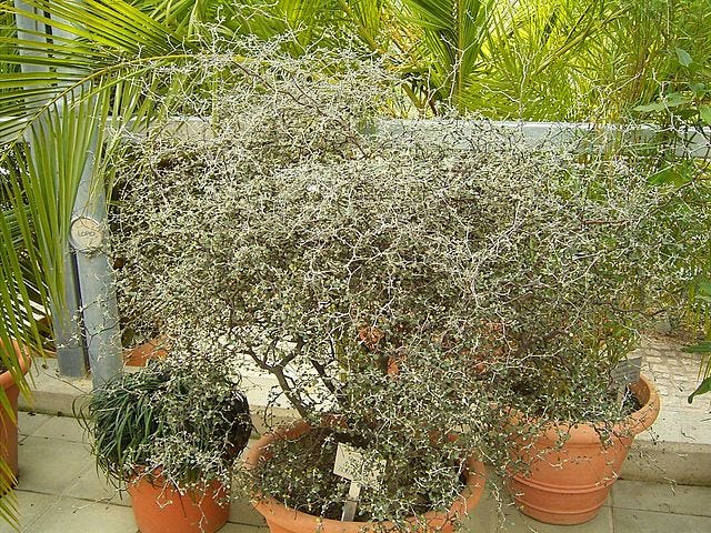 ashwagandha plants Ashwagandha Plant | Medicinal Herb main image 1