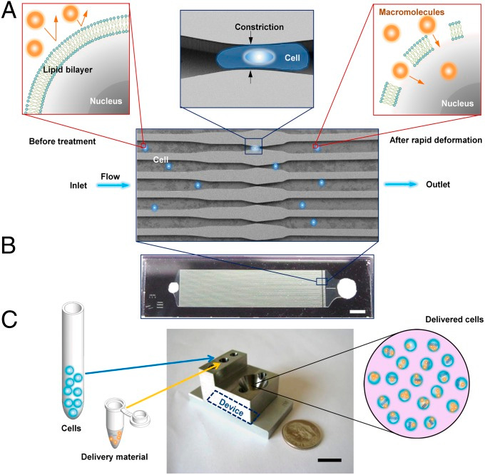 An external file that holds a picture, illustration, etc.
Object name is pnas.1218705110fig01.jpg