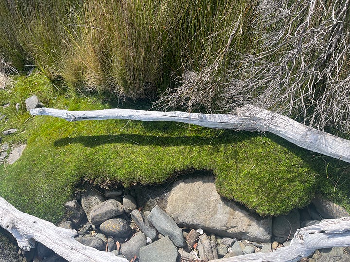 Intertidal pools and coastal tea tree forest.