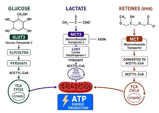 Figure showing how neurodegenerative disorders involve impaired metabolic flexibility, with the brain largely limited to glucose…but the brain can be trained to increase its use of other fuels.