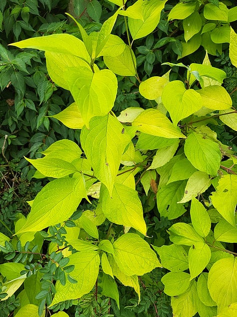 Nine pictures of grass, shrubs and trees.
