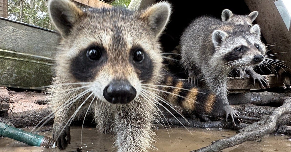 Inside the adorable 'boot camp' giving orphaned raccoons a second chance | The Independent Inside the adorable 'boot camp' giving orphaned raccoons a second chance | The Independent