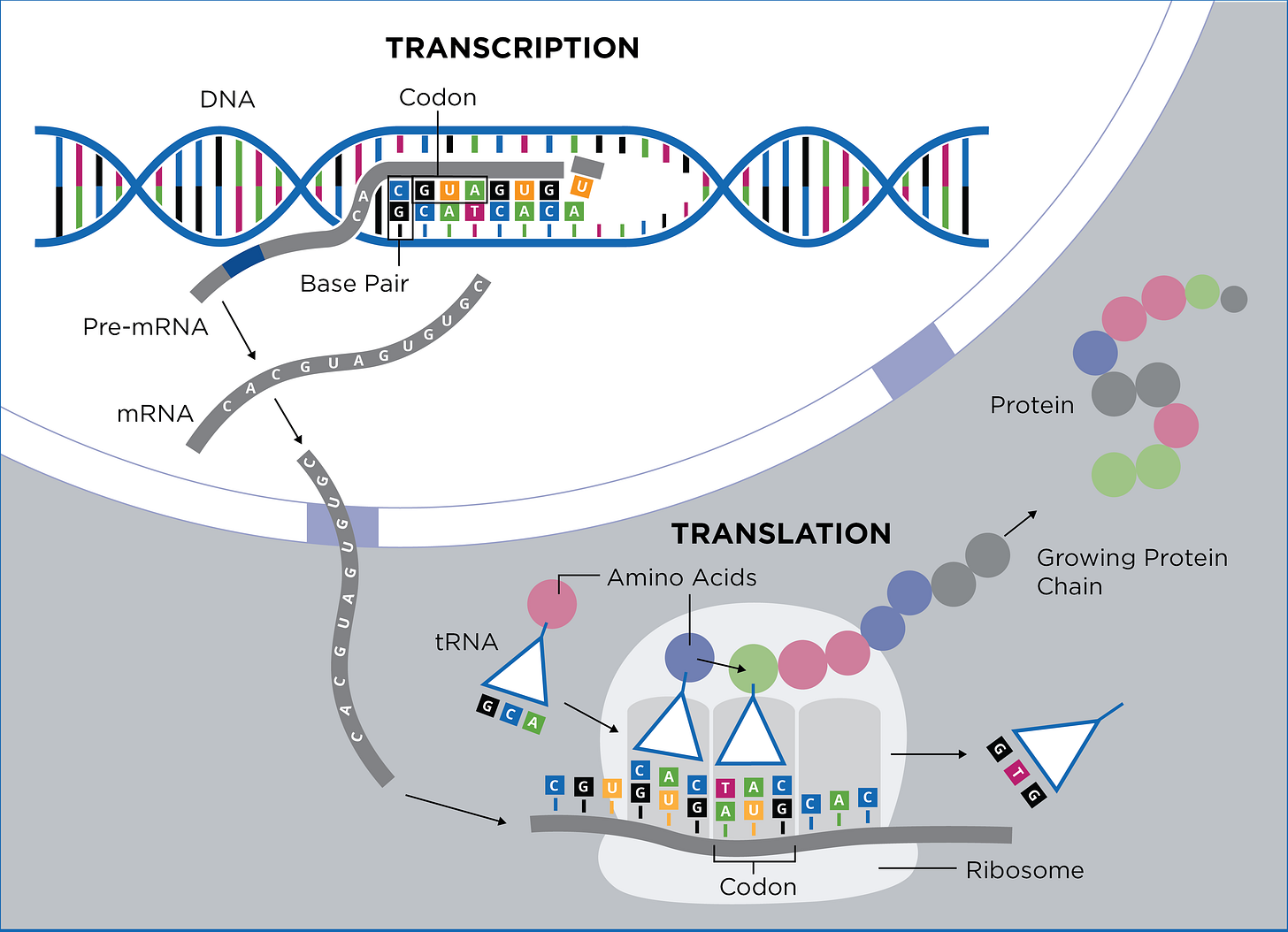Codon Optimization - Gene Synthesis - GENEWIZ