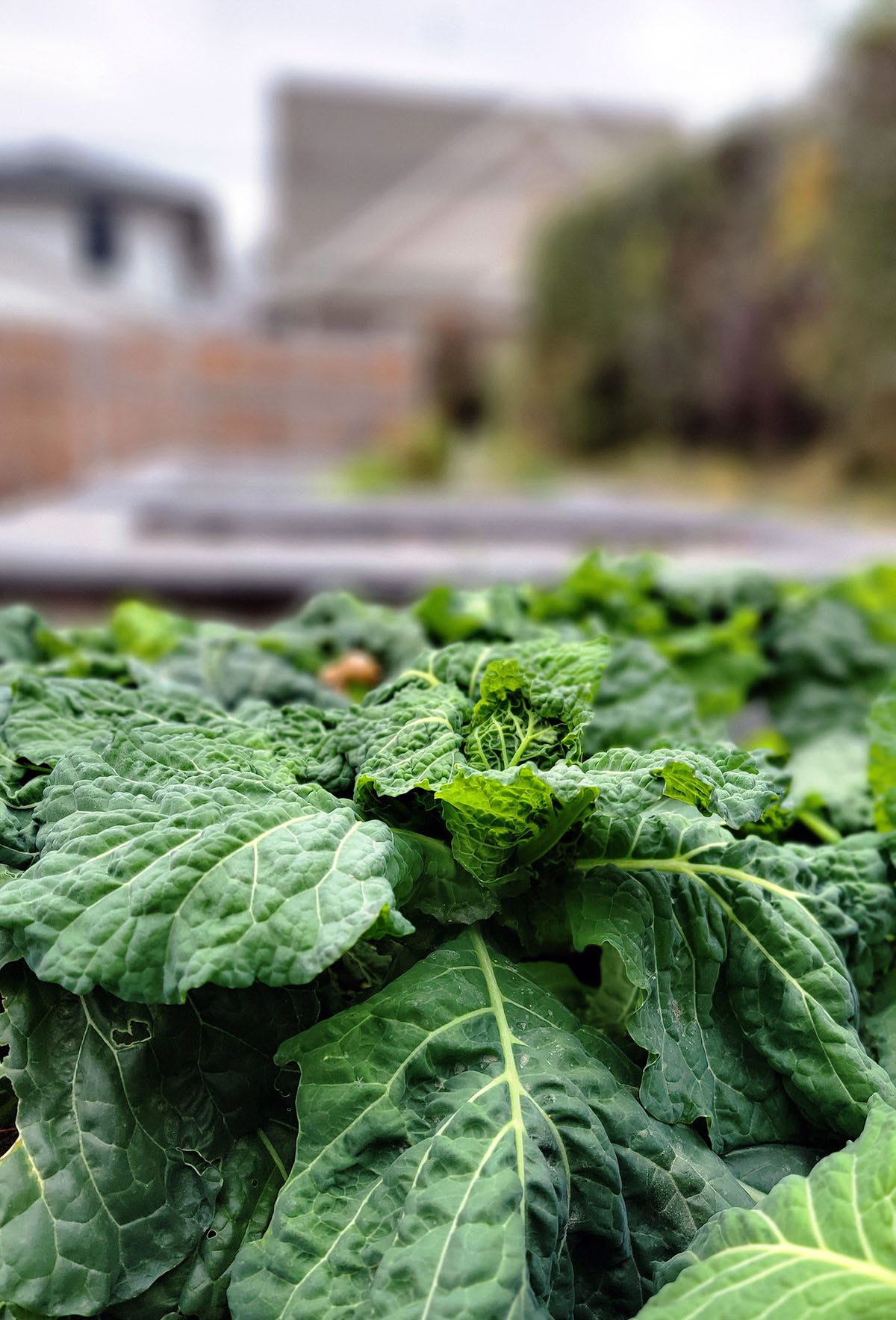 Cabbages in frost. 
