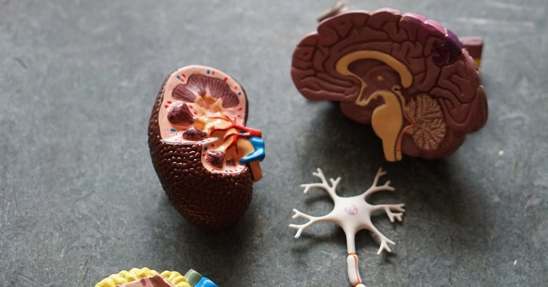 brown human organs learning equipment brown human organs learning equipment