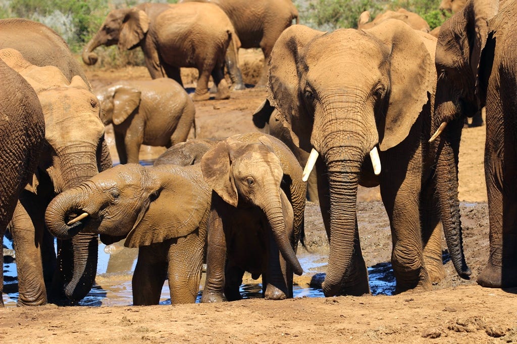 Elephants Marion Baree Elephants Marion Baree
