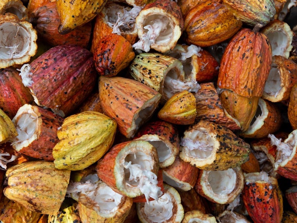 open cacao fruit lot