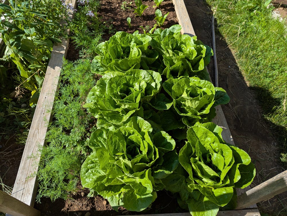 A raised garden bed with fat lettuces growing next to ferny dill.