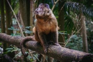 Capuchin monkey Capuchin monkey