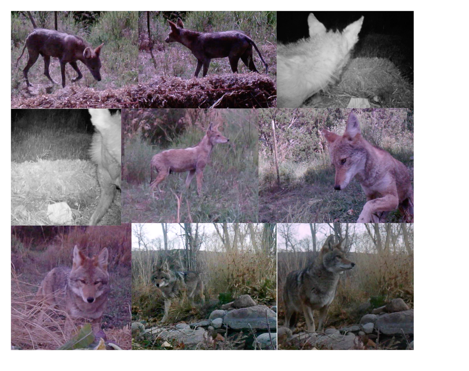 A collage of several wolves

AI-generated content may be incorrect.