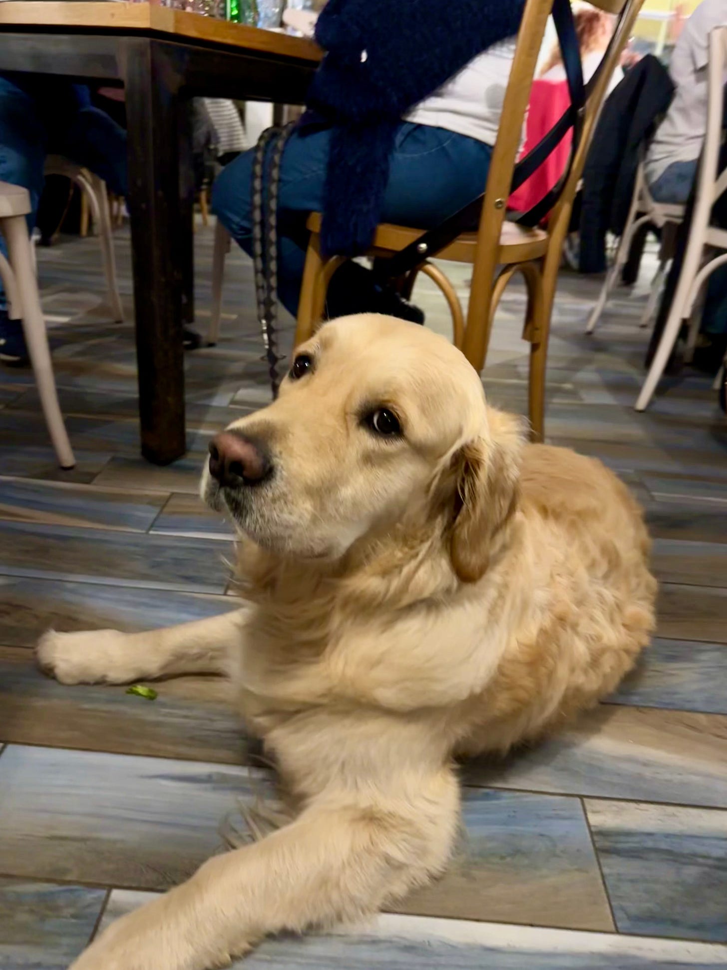 A dog lying on the floor

Description automatically generated